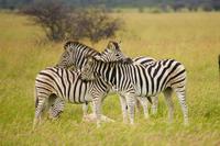 Zebras